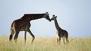 two Giraffe's on brown grass field HD wallpaper